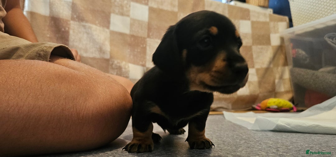 Miniature Dachshund dogs for sale: Daxie medium coat puppies dapples and black & tan  - Image 15