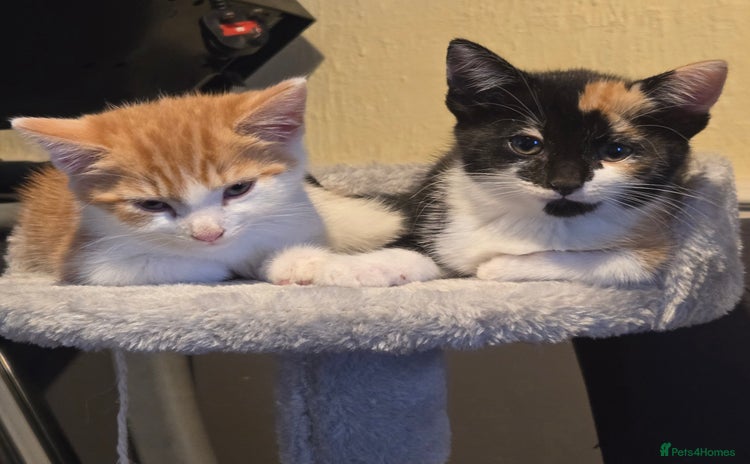 Mixed Breed cats - Advert 5