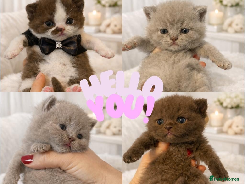British Shorthair cats British Shorthair kittens ready to reserve - Advert 1