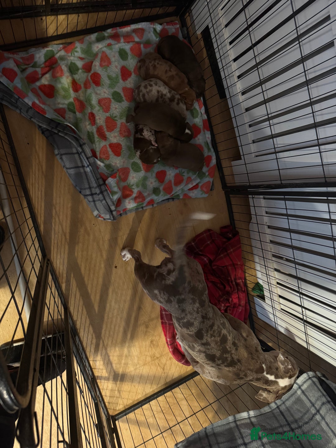American Bully dogs for sale: American Bully Pups - Image 3