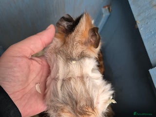 Guinea Pig rodents for sale: Gorgeous purebred baby Abyssinian guinea pigs - Advert 1