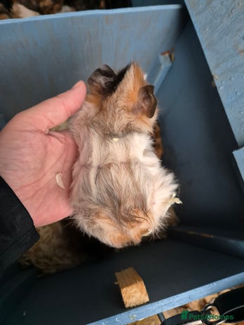Guinea Pig rodents Gorgeous purebred baby Abyssinian guinea pigs - Advert 2
