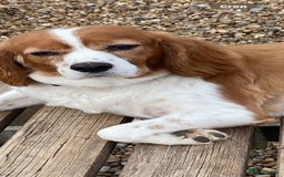 Cavalier King Charles Spaniel dogs for sale: Cavalier King Charles female 7 years old  - Image 2