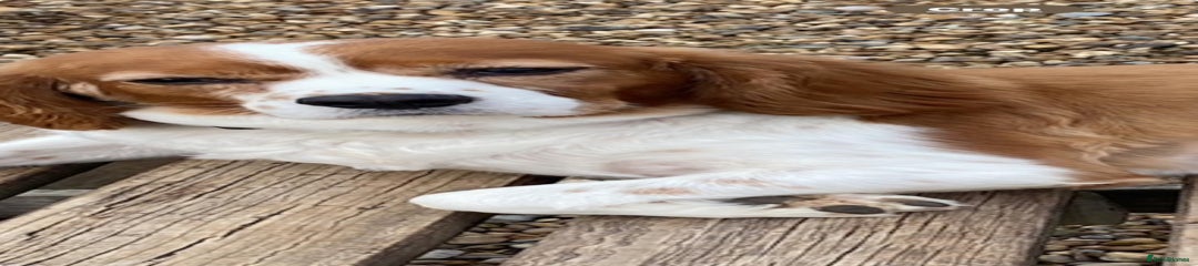 Cavalier King Charles Spaniel Puppy 1