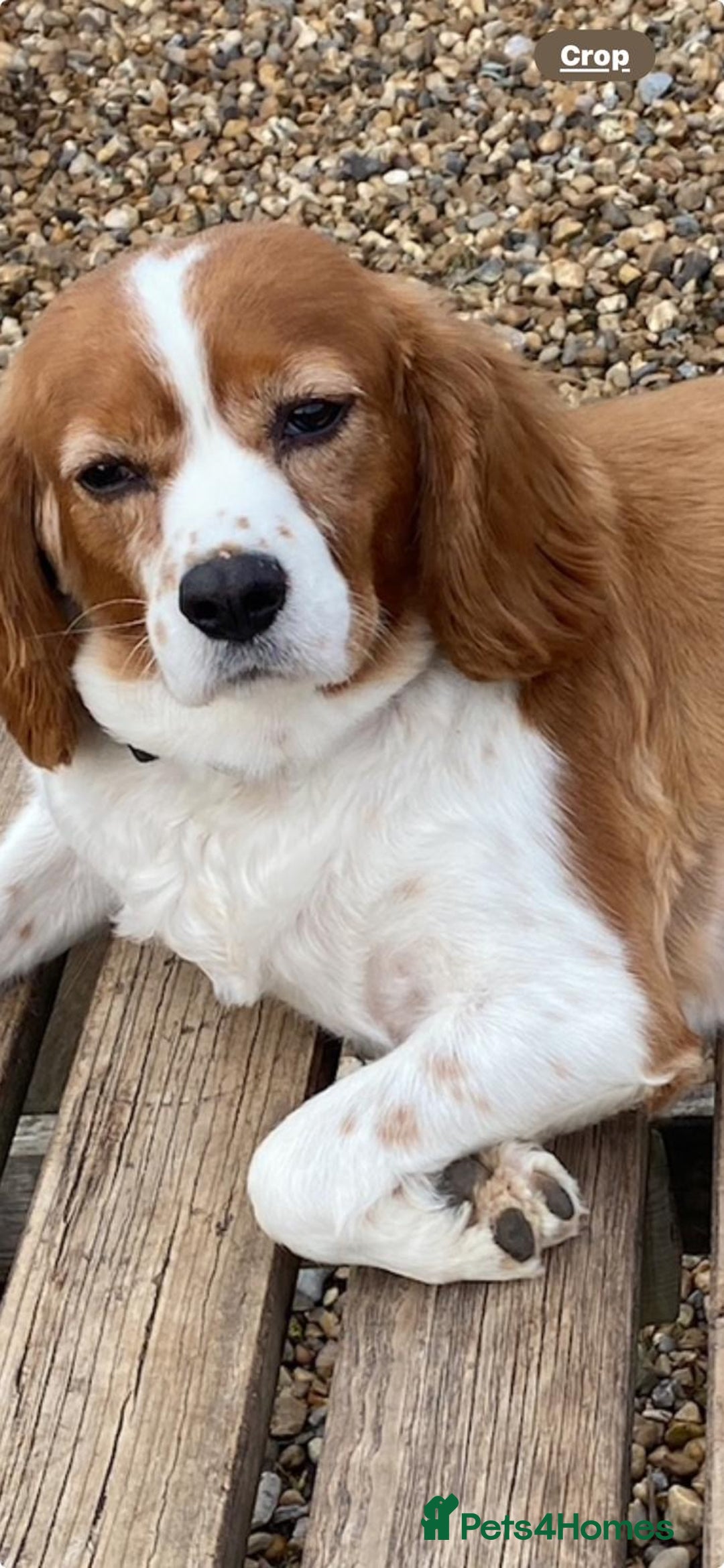 Cavalier King Charles Spaniel dogs for sale: Cavalier King Charles female 7 years old  - Image 2