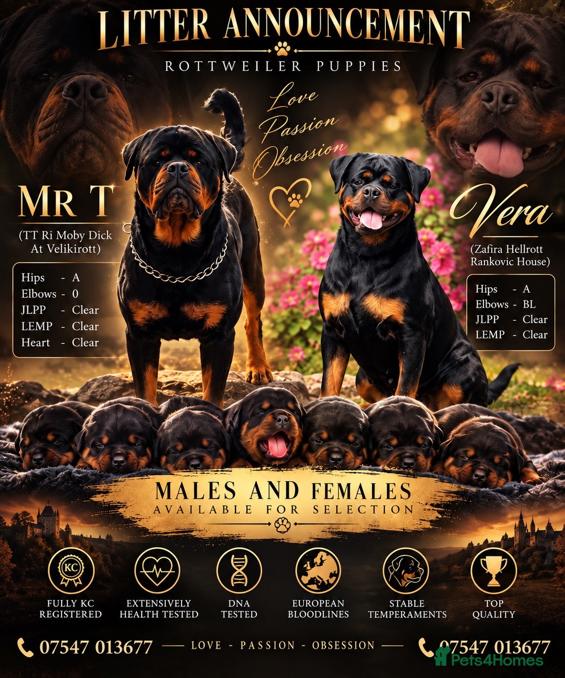 Rottweiler dogs ⭐️ Outstanding Rottweiler Puppies ⭐️ - Advert 15