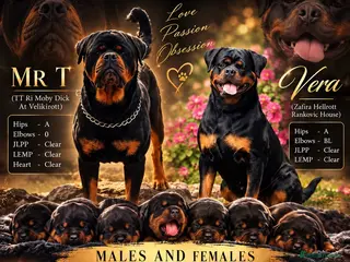 Rottweiler dogs ⭐️ Outstanding Rottweiler Puppies ⭐️ - Advert 15