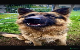 German Shepherd dogs for sale: German Shepherd - 14 month old trained male - Image 3