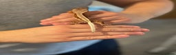 Gecko reptiles for sale: Crested Gecko - Advert 21
