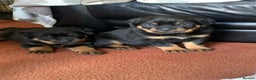 Rottweiler dogs for sale: Proper big old fashioned Rottie  pups ready now  - Advert 13