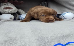 Labrador Retriever dogs for sale: Chunky cute lab pups for sale - Image 14