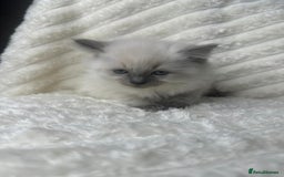 Ragdoll cats for sale: Ragdoll Bluepoint kittens - Image 6