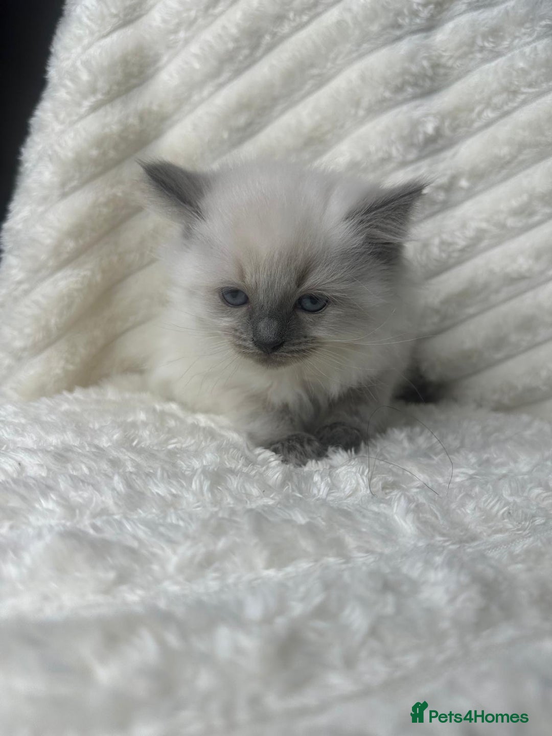 Ragdoll cats for sale: Ragdoll Bluepoint kittens - Image 6
