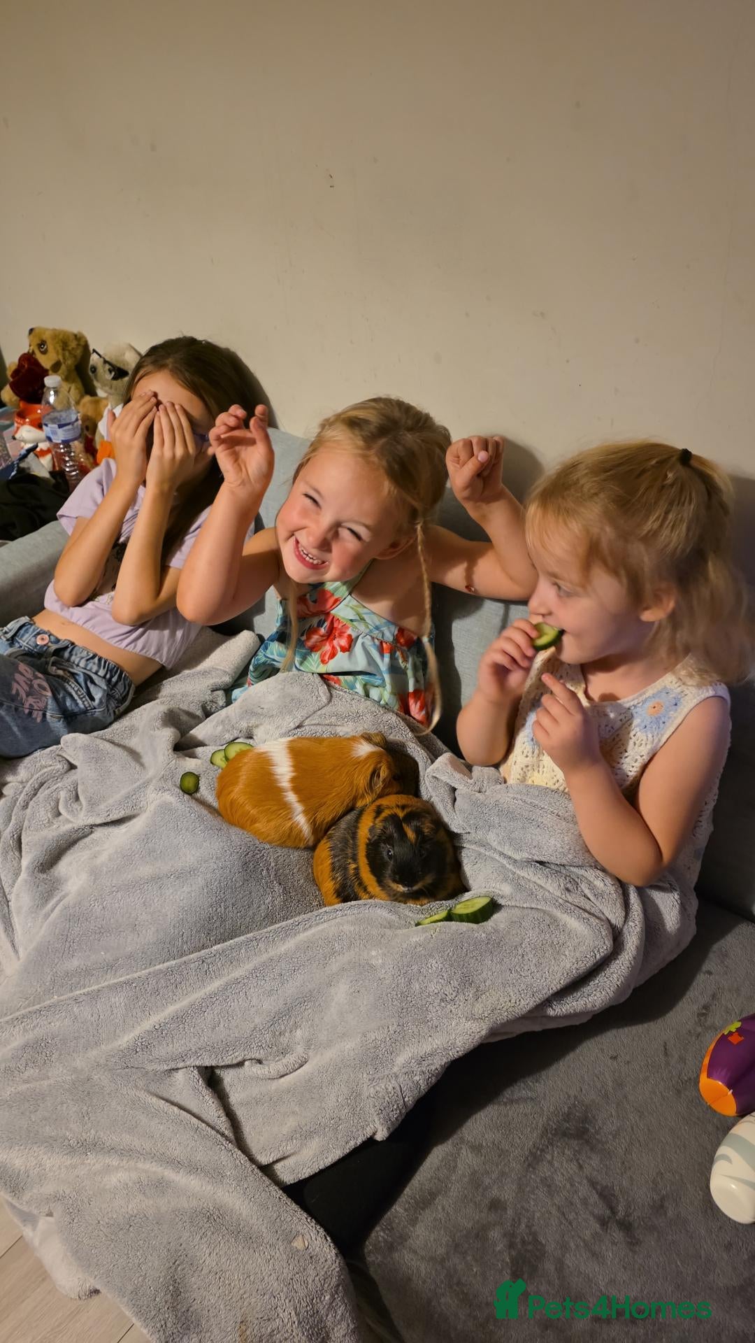 Guinea Pig rodents Two female guinea pigs - Advert 2