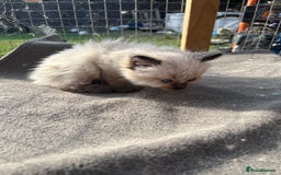 Ragdoll cats for sale: Ragdoll kittens READY NOW  - Image 6