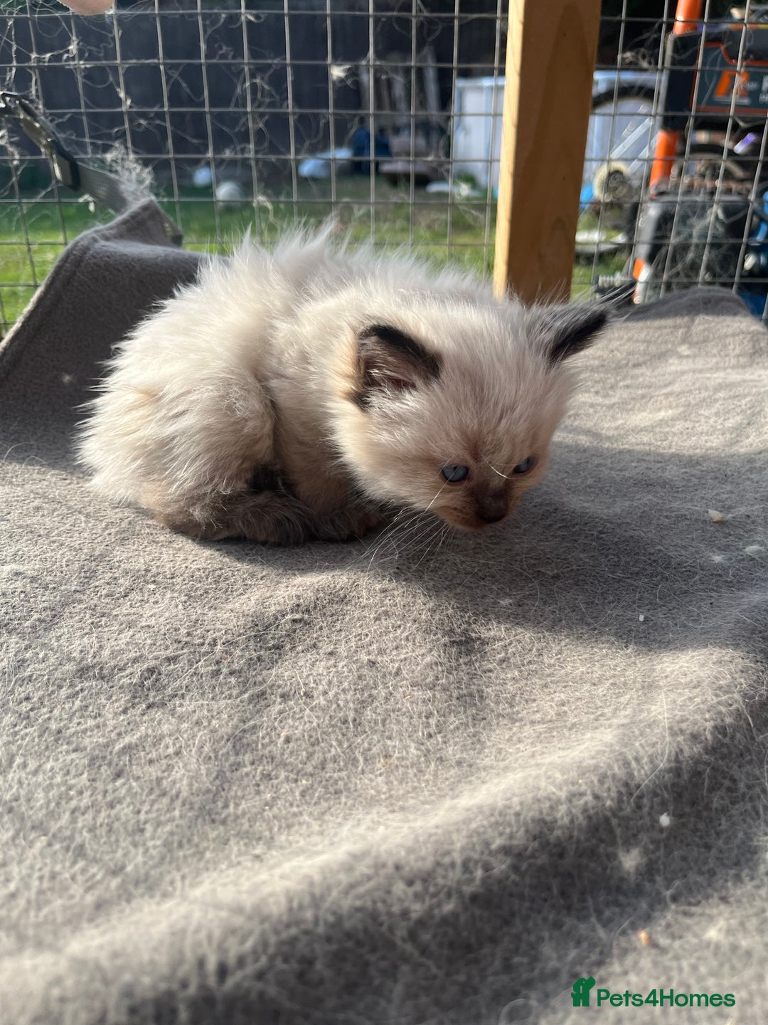 Ragdoll cats for sale: Ragdoll kittens READY NOW  - Image 6