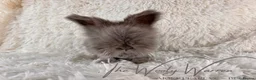 Angora rabbits for sale: FULLY VACCINATED ANGORA BROTHERS  - Advert 2