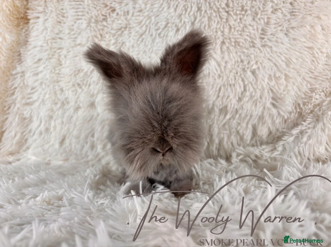 Angora rabbits for sale: FULLY VACCINATED ANGORA BROTHERS  - Advert 2