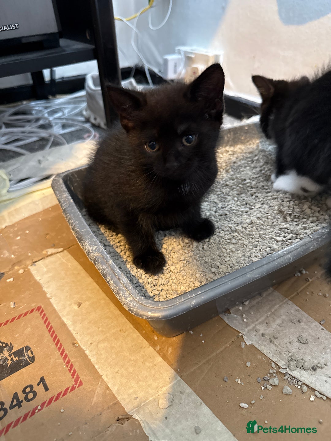 British Shorthair cats for sale: Kittens black and white  - Image 15