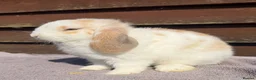 Mini Lop rabbits for sale: Baby mini lops  - Advert 6