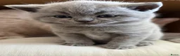 British Shorthair cats for sale: Beautiful kitties - Advert 2