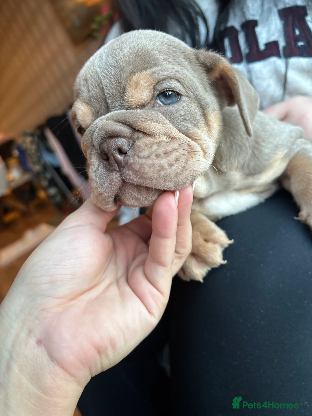 English Bulldog dogs for sale: KC registered English bulldog  - Advert 2