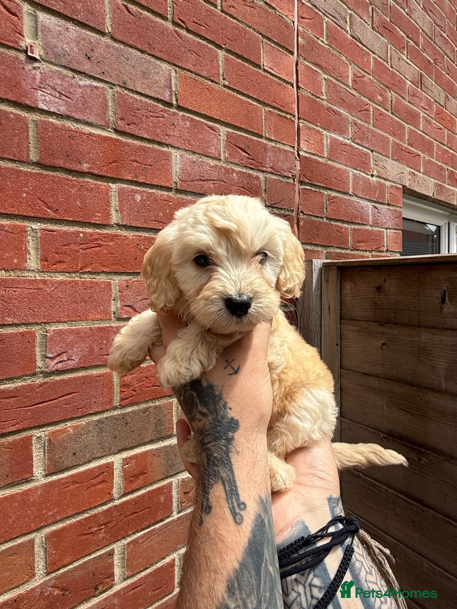 Cockapoo dogs READY TOMORROW!! 1 girl left - Advert 2