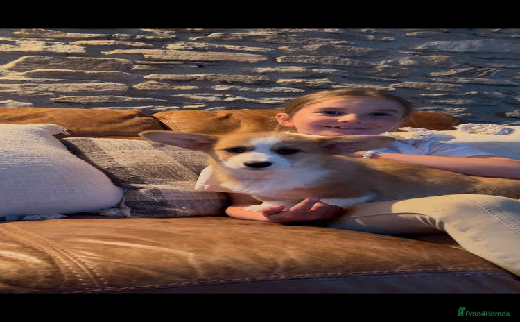 Welsh Corgi Pembroke dogs - Advert 4