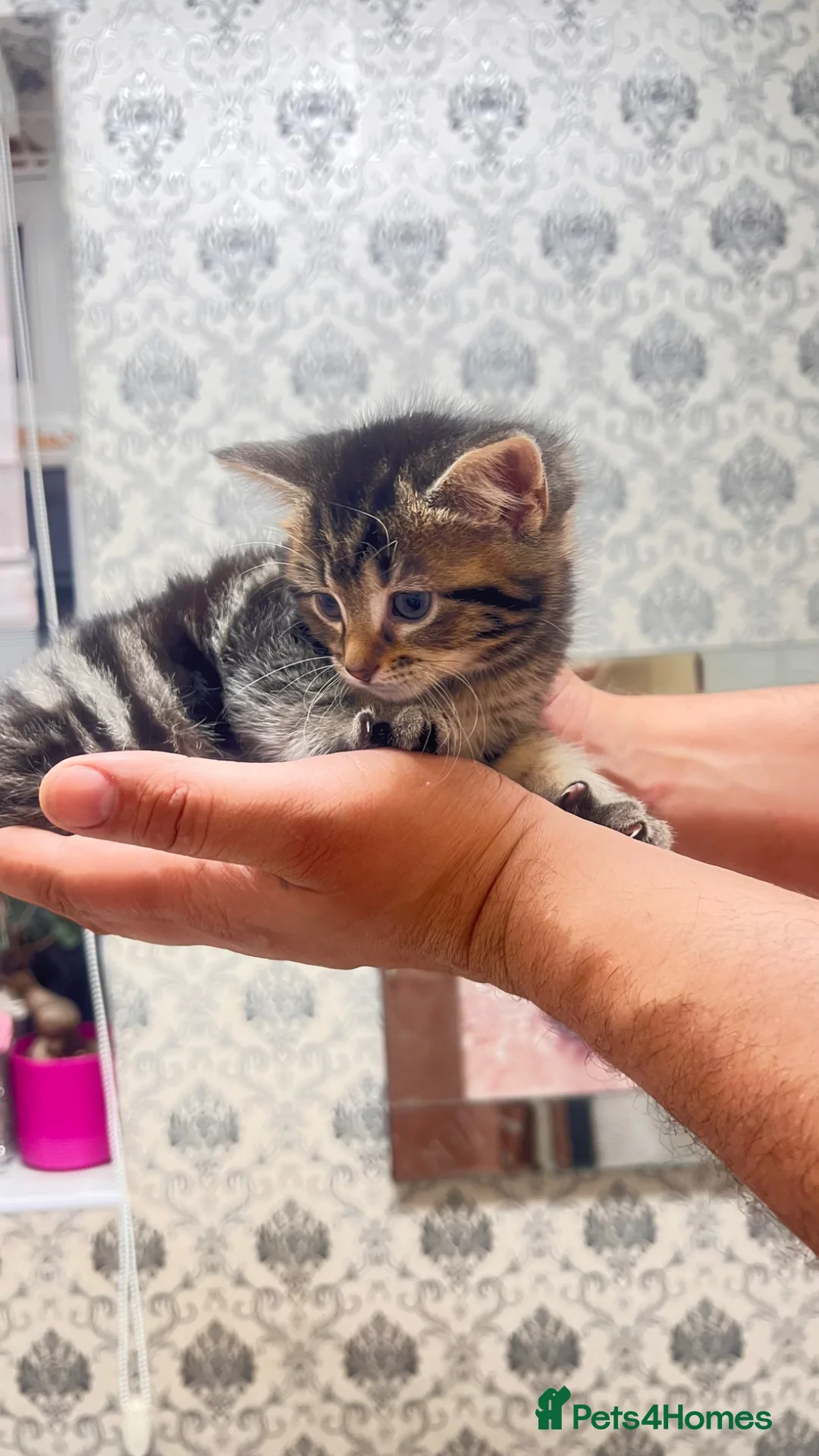 Mixed Breed cats for sale: Last one female tabby kitten left - Advert 1