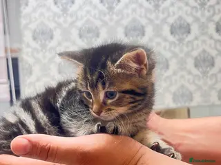 Mixed Breed cats Last one female tabby kitten left - Advert 1