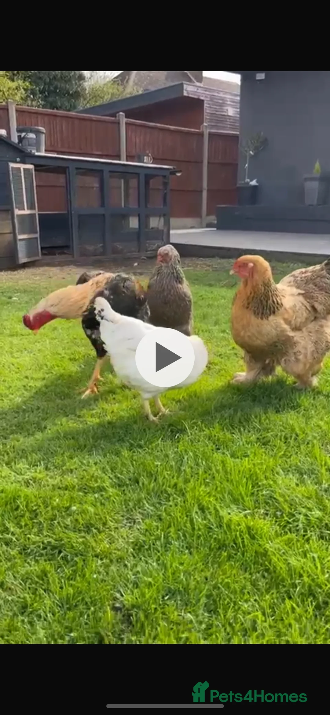 Chickens poultry for sale: Gold and grey Brahma Hens large laying  - Advert 1