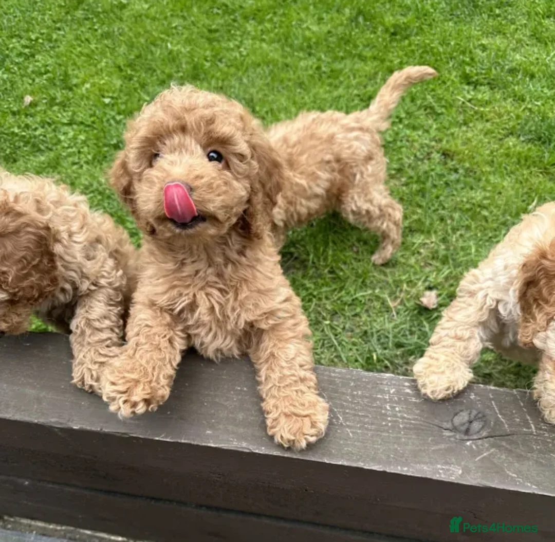 Cockapoo dogs for sale: Smart, Sweet & Snuggly-Fluffy Cockapoo Cuties - Advert 3