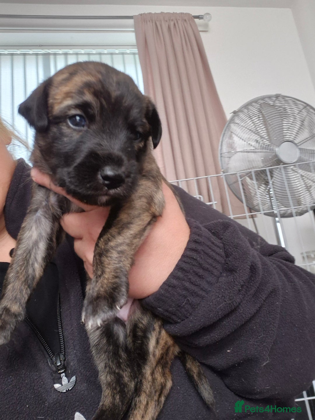 Whippet dogs for sale: Whippet puppies for sale  - Image 9