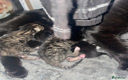 Mixed Breed cats for sale: Beautiful little babies  - Image 3