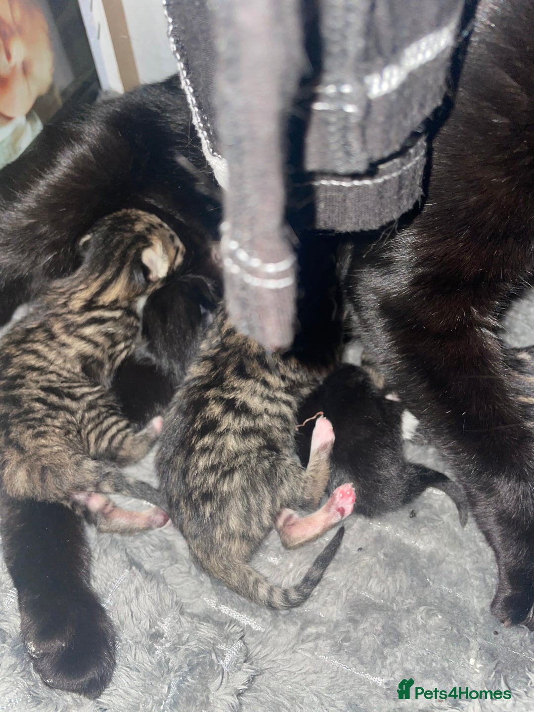 Mixed Breed cats for sale: Beautiful little babies  - Image 3