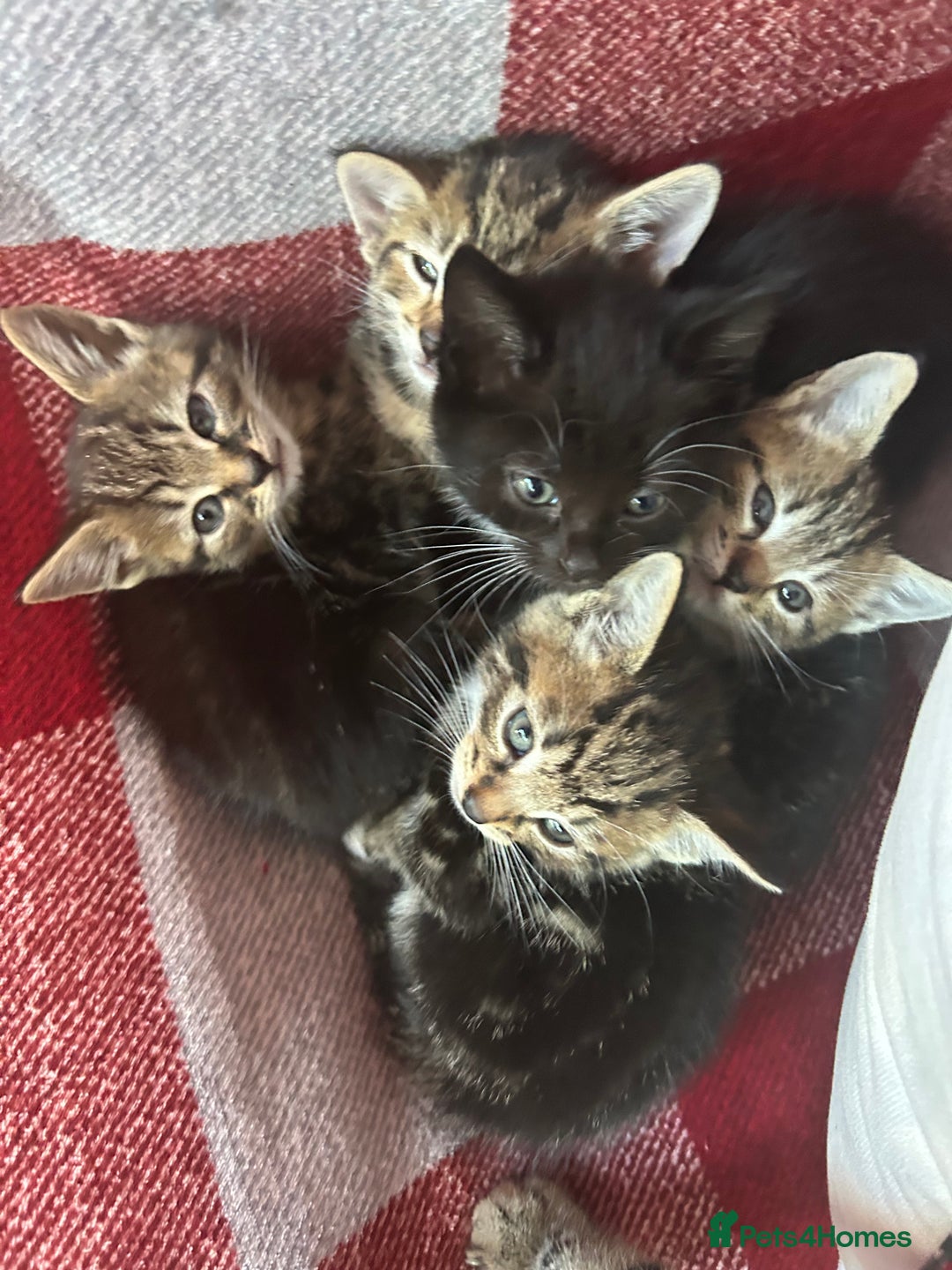Domestic Shorthair cats for sale: 4 tabby kittens and 1 tuxedo kitten for sale! - Image 8