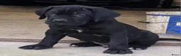 Cane Corso dogs for sale: Cane Corso Irish Kennel club registered  in Enniskillen - Advert 8