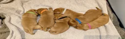 Labrador Retriever dogs for sale: Beautiful KC Registered Fox Red Labrador Puppies - Advert 21