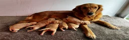 Golden Retriever dogs for sale: KC FOX RED GOLDEN RETRIVERS - Advert 2