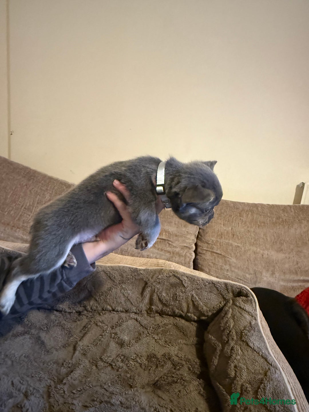French Bulldog dogs for sale: Kc reg Fluffy Frenchies Ready Now  - Image 6