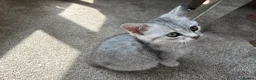 British Shorthair cats for sale: Male British short hair kitten - Advert 6