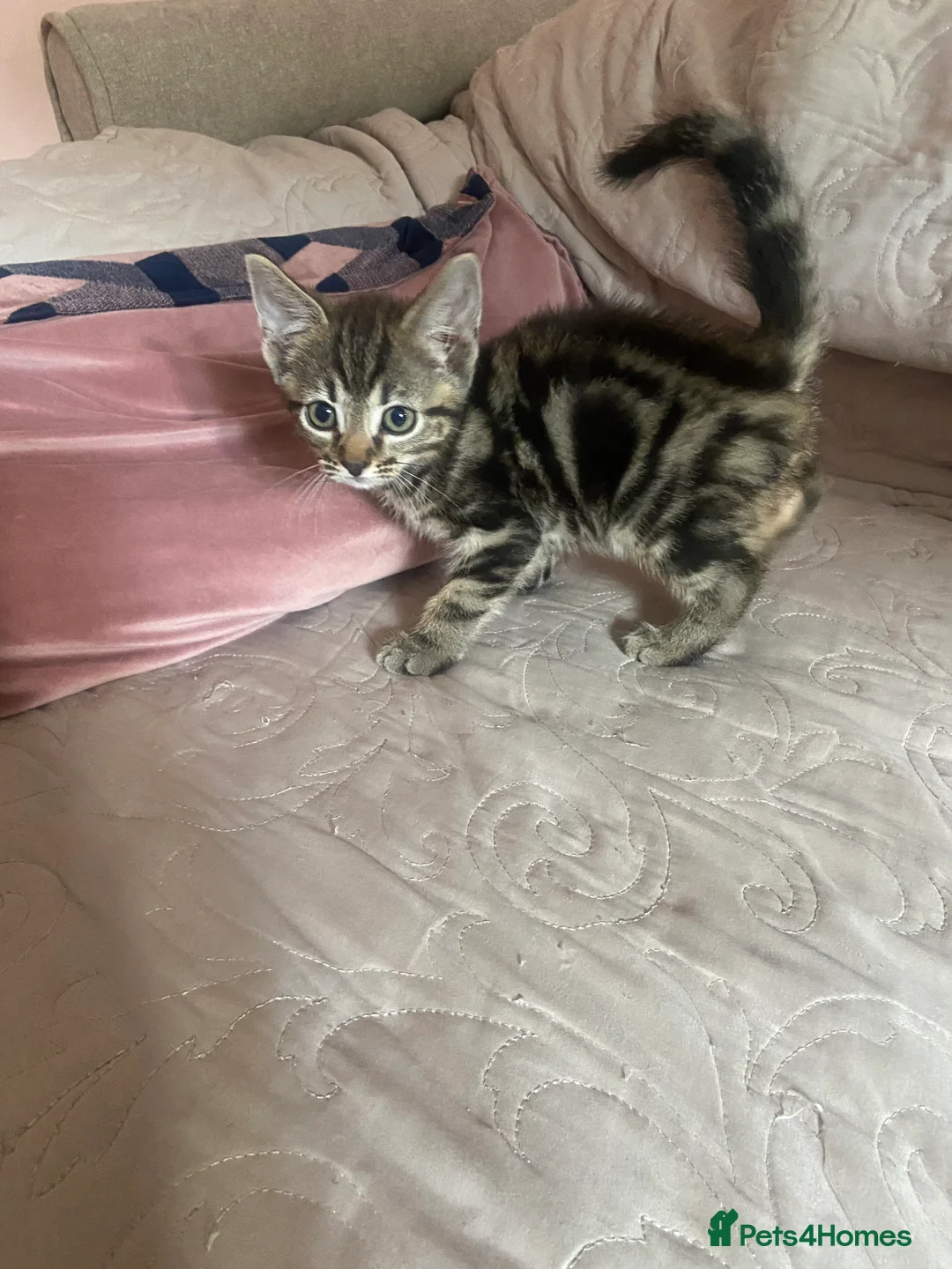 Ragdoll cats for sale: beautiful kittens 9 weeks old £50 each or 2 for 80 - Advert 32
