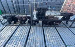 Cocker Spaniel dogs for sale: KC Working Cocker Spaniels available now - Image 1