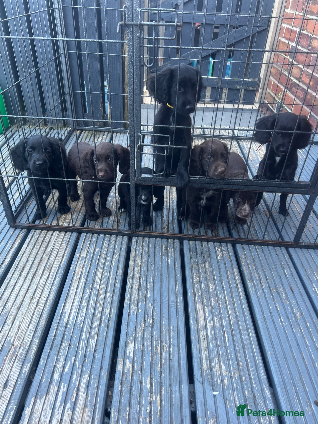 Cocker Spaniel dogs for sale: KC Working Cocker Spaniels available now - Image 1