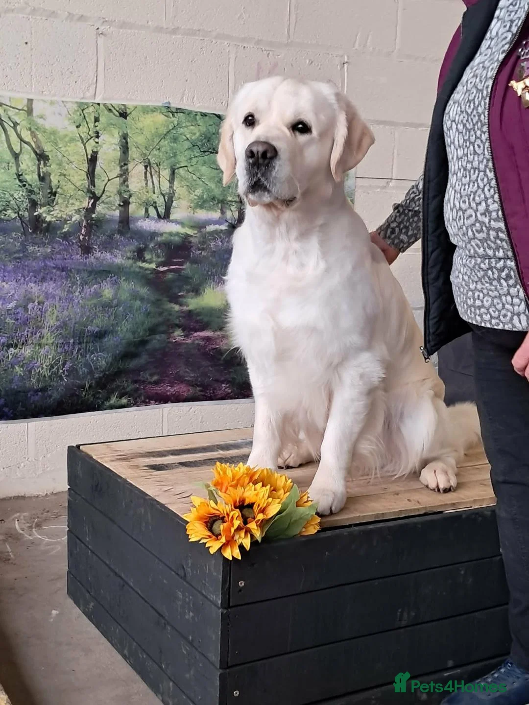 Golden Retriever dogs for stud: Taylor ( Mitcharron Seren's Legacy - Advert 2
