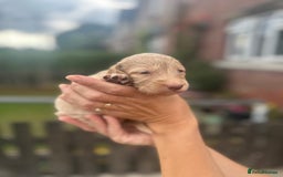 Cockapoo dogs for sale: Stunning f1b cockapoo puppies!!  - Image 22