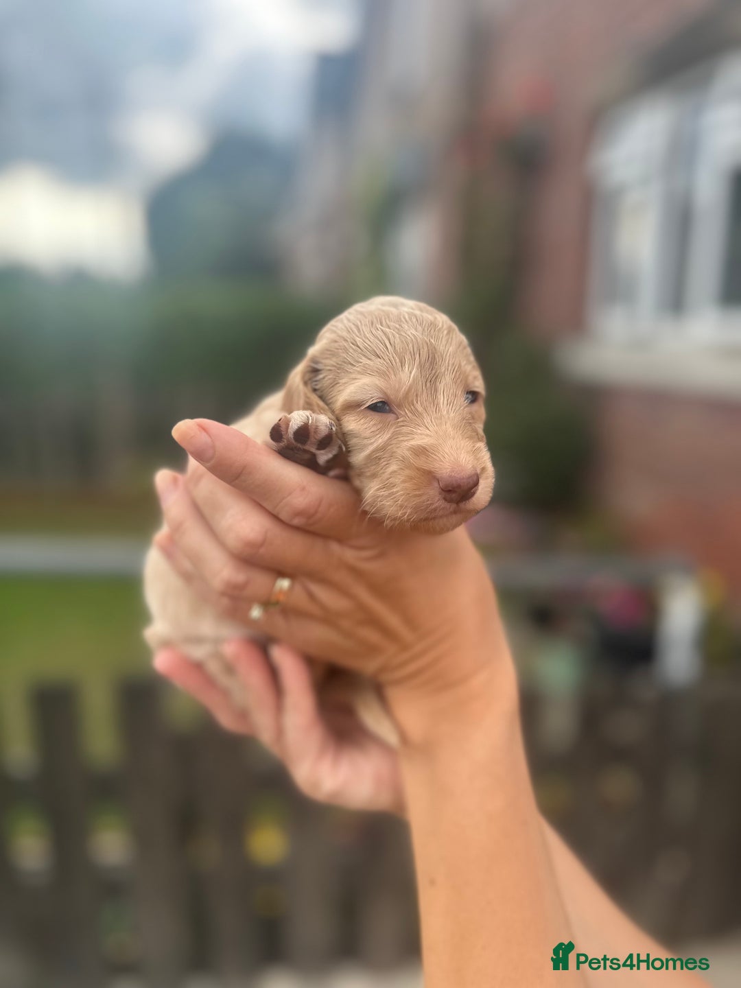 Cockapoo dogs for sale: Stunning f1b cockapoo puppies!!  - Image 22