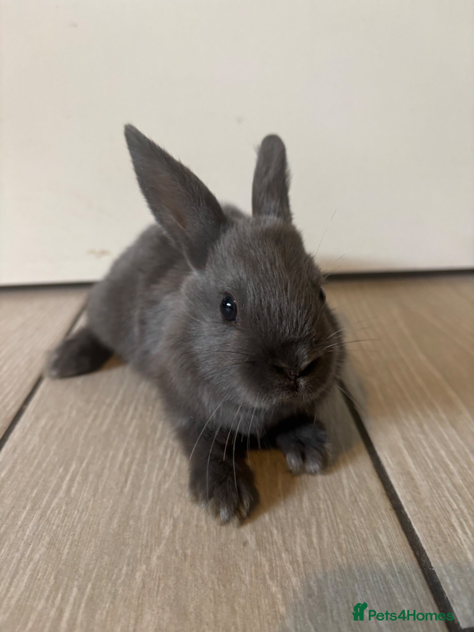Mixed Breed rabbits Ready now - Advert 3