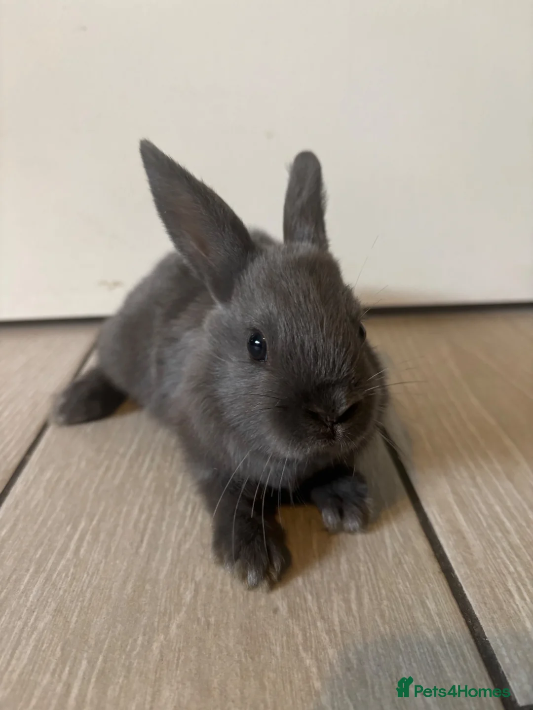 Mixed Breed rabbits for sale: Ready now in Royston - Advert 1