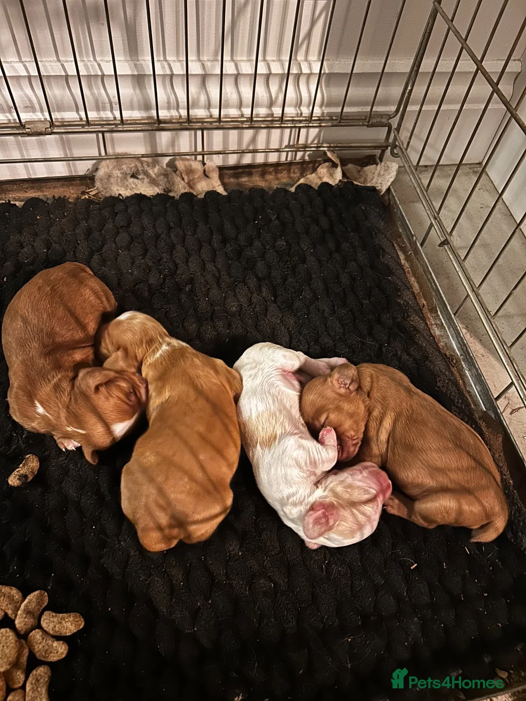 Cocker Spaniel dogs for stud: Proven KC Golden Cocker Dog in Winkleigh - Advert 7